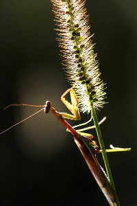 MANTID, sp (10-1-10) patagonia-sonoita creek sanctuary, scc, az -05