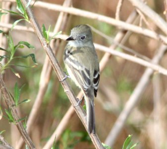 FLYCATCHER, GRAY (11-24-10) patagonia lake, scc, az -02