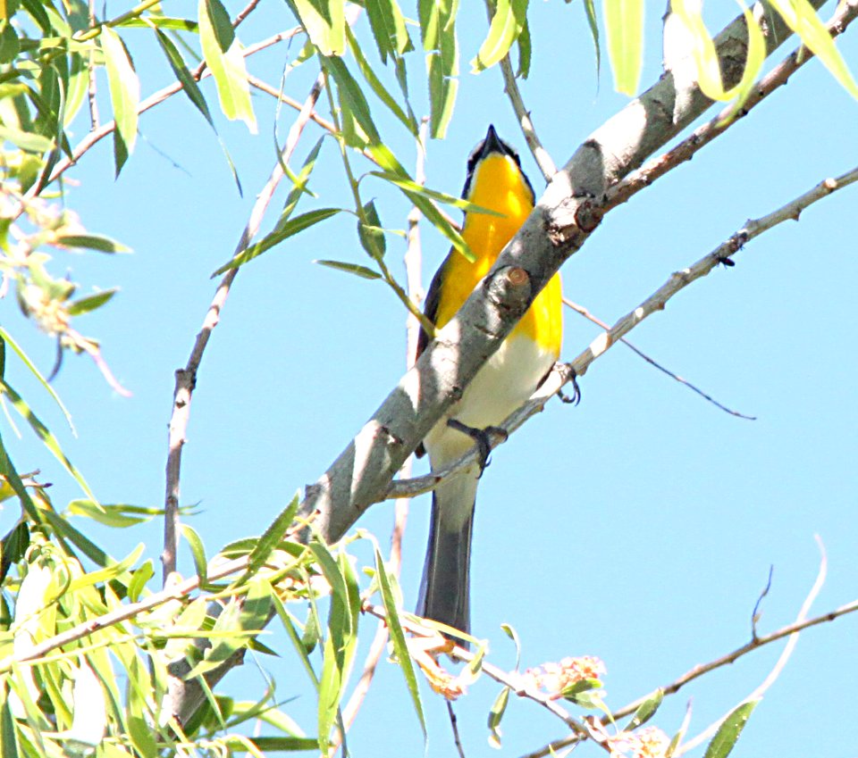 CHAT, YELLOW-BREASTED (5-10-10) patagonia lake st pk, sc co, az -01