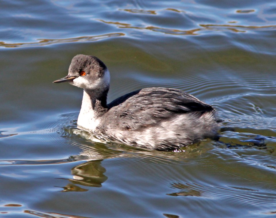 GREBE, EARED (11-24-10) patagonia lake, scc, az -02