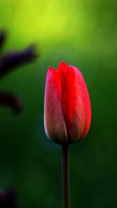 Nature red tulip green photo