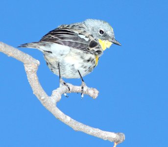 WARBLER, YELLOW-RUMPED (3-22-11) patagonia lake, scc, az -03