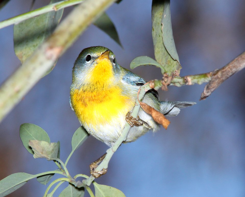 PARULA, NORTHERN (11-1-10) fem, patagonia lake, scc, az -06