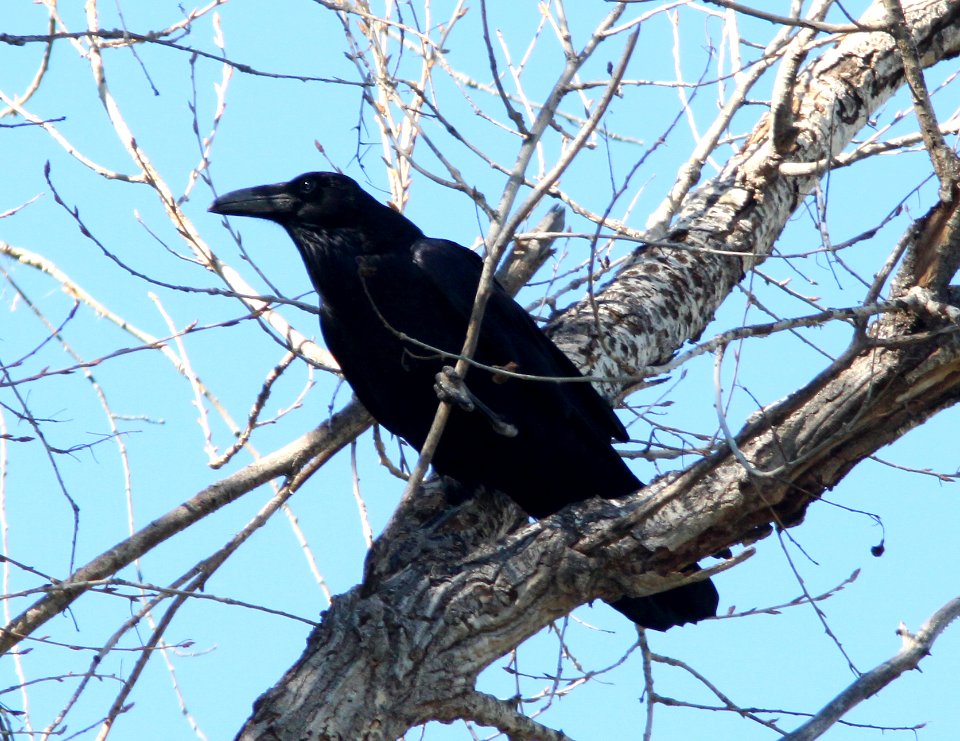 RAVEN, COMMON (10-1-10) patagonia-sonoita creek sanctuary, scc, az -01