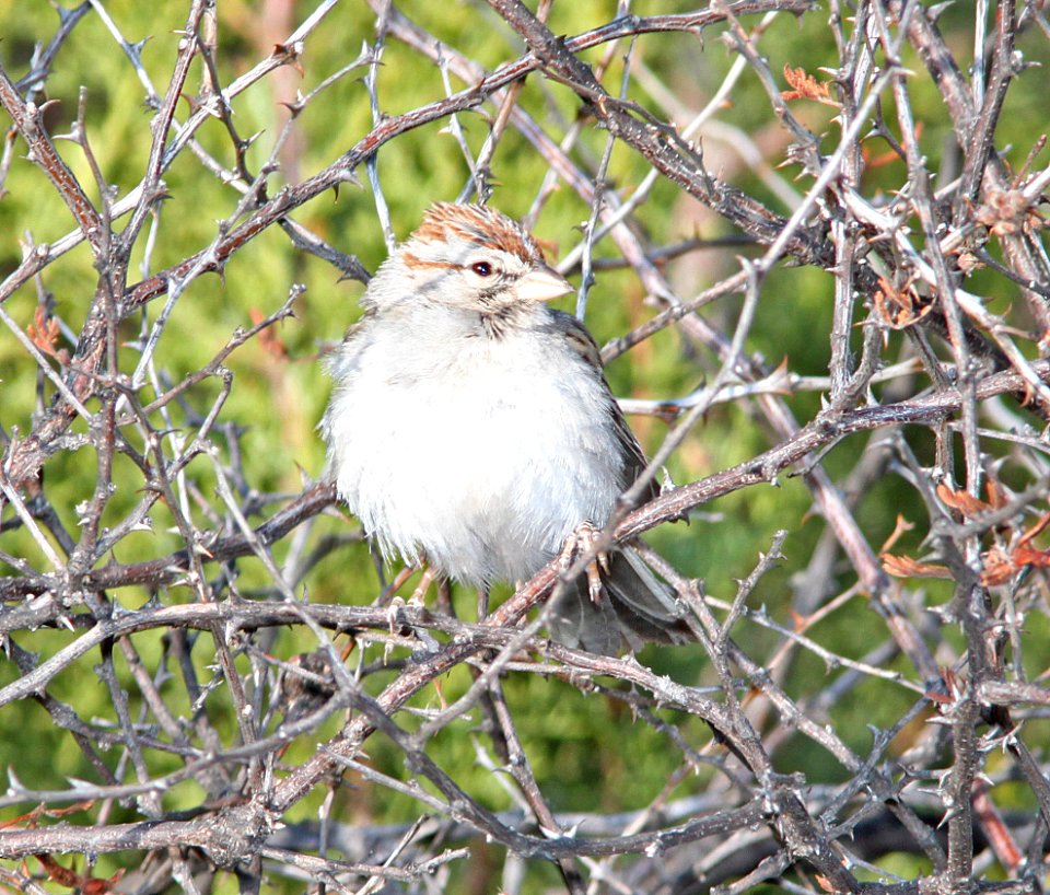 SPARROW, RUFOUS-WINGED (3-20-11) patagonia lake sate park, scc, az -01