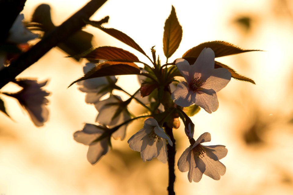 Sakura