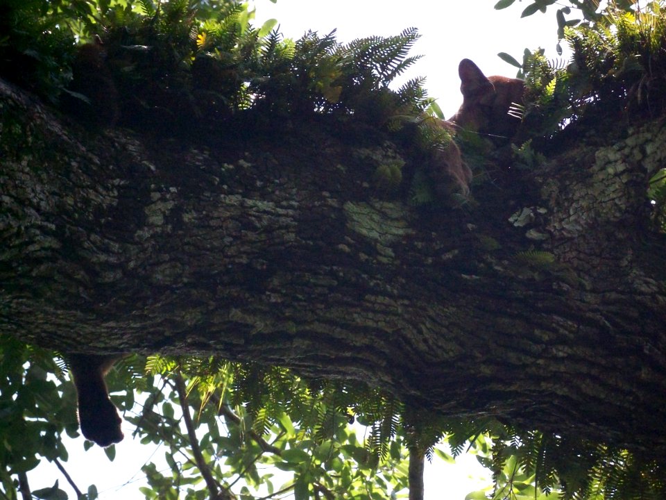 Florida Panther (4), NPSPhoto