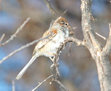 SPARROW, RUFOUS-WINGED (3-16-11) sonoita creek state natural area, scc az -01