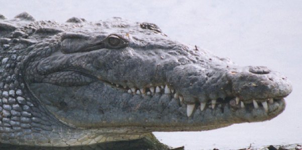 Croc profile (1), NPSPhoto