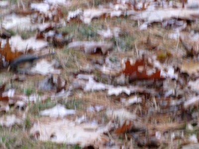 Fall Texture 829