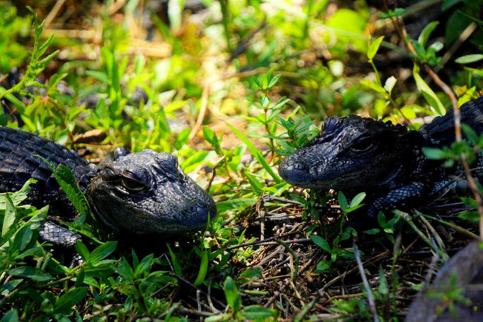Baby Alligators at Shark Valley