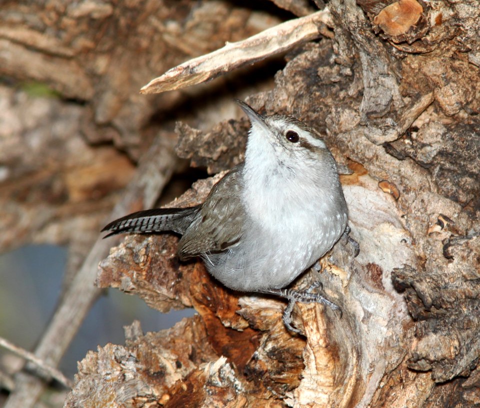 WREN, BEWICK'S (3-22-11) patagonia lake, scc, az -02
