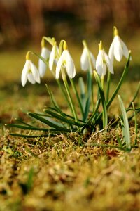Snowdrops flowers white