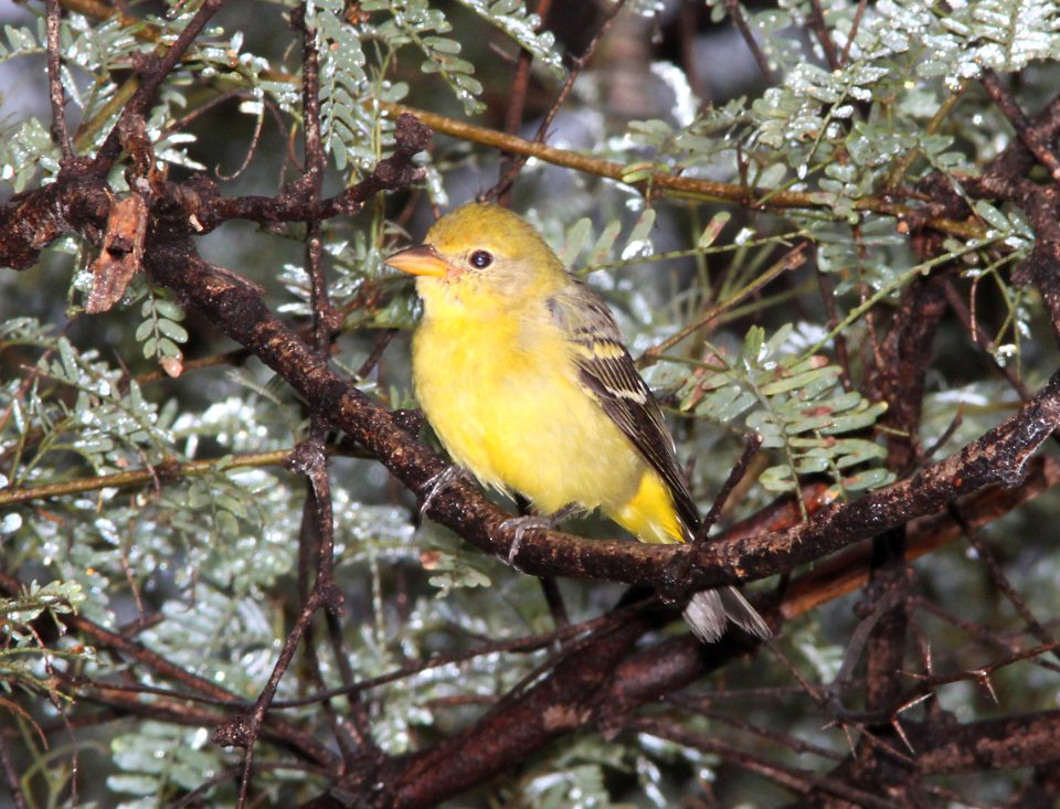 TANAGER, WESTERN (9-23-10)  Patagonia-Sonoita Creek Preserve, scc, az -02
