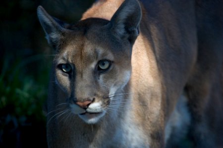 Florida Panther (1), NPSPhoto, Rodney Cammauf photo