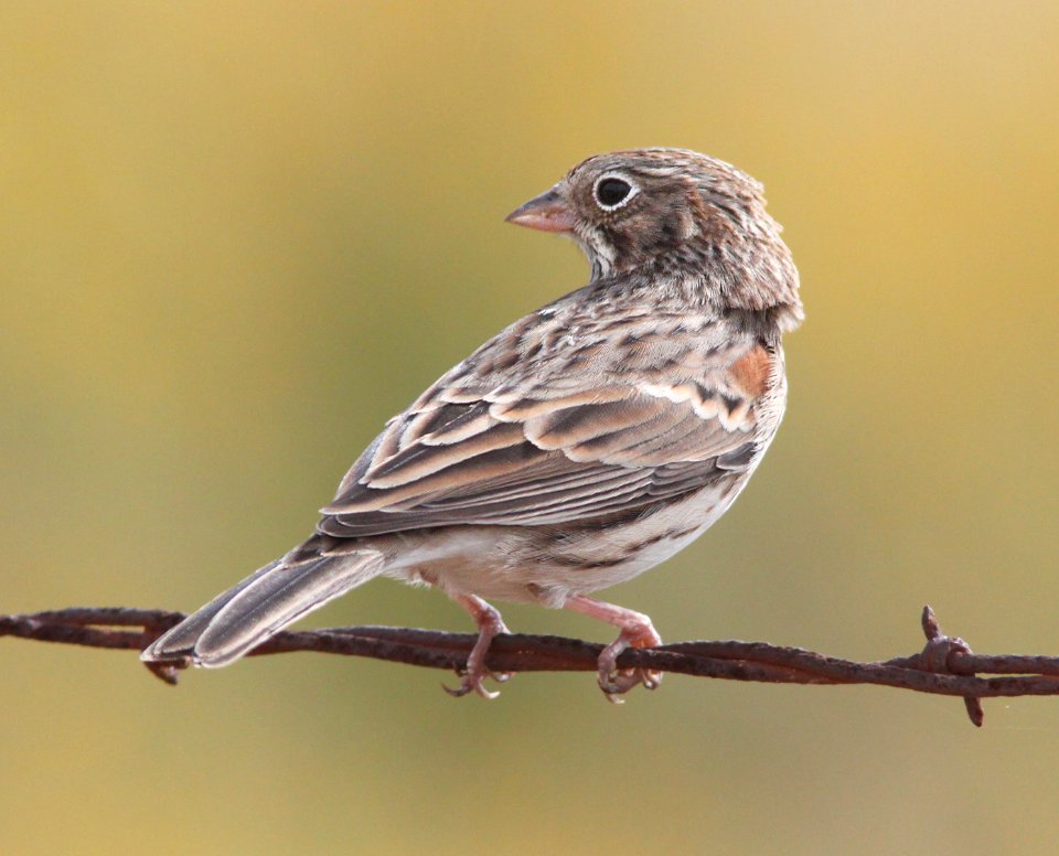 SPARROW, VESPER (9-27-10) san rafael valley grasslands, scc, az -03