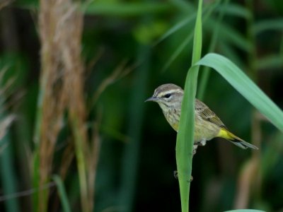 Palm Warbler NPSPhoto R. DiPietro
