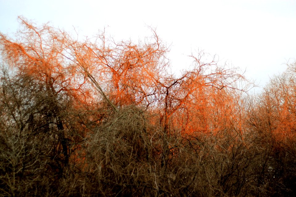 Morning Light Falling on Trees