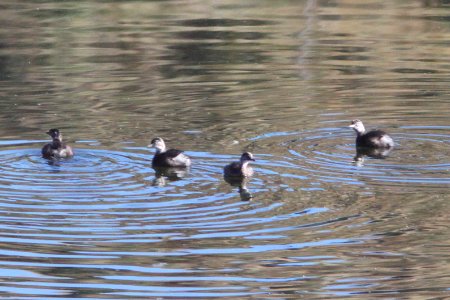 GREBE, LEAST (11-2-10) immature, pena blanca lake, scc, az -03