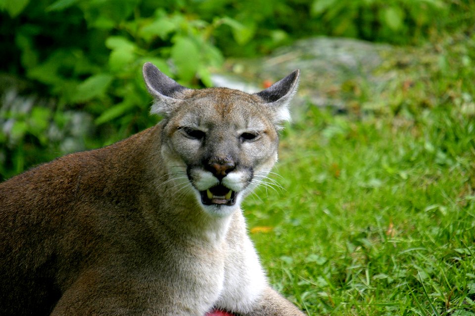 Florida Panther (2), NPSPhoto