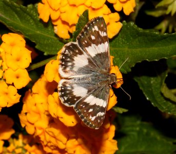 WHITE-SKIPPER, ERICHSON'S (Heliopyrgus doicella) (9-18-10) 78 circulo montana, pat lake ranch estates, scc, az -01