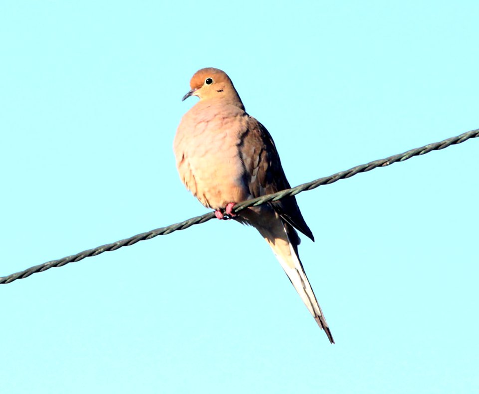 DOVE, MOURNING (10-9-10) kino springs, scc, az -01