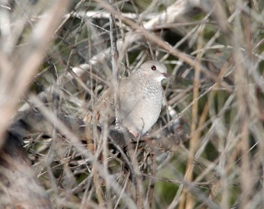 GROUND-DOVE, COMMON (10-18-10) patagonia lake state park, scc, az -01