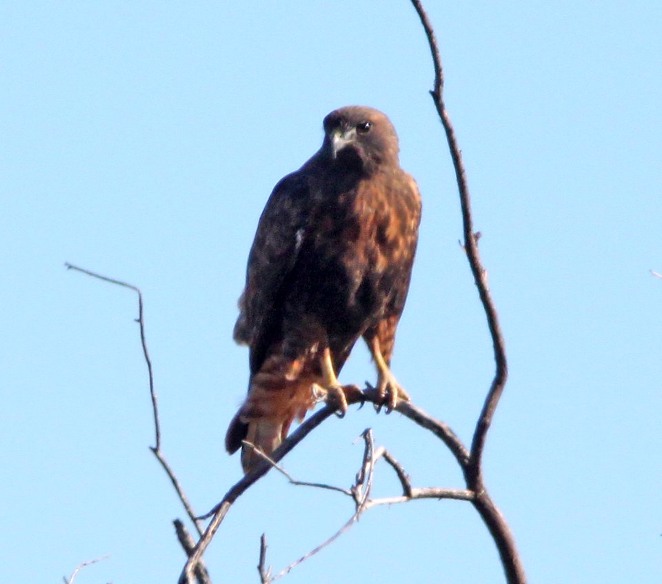 HAWK, RED-TAILED - intermediate or red phase (12-2-10) I-19, 1 mile north of rio rico exit, scc, az -01