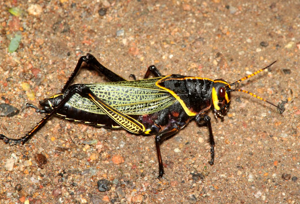 GRASSHOPPER, HORSE LUBBER (Taeniopoda eques)  (9-23-10) patagonia, az -1