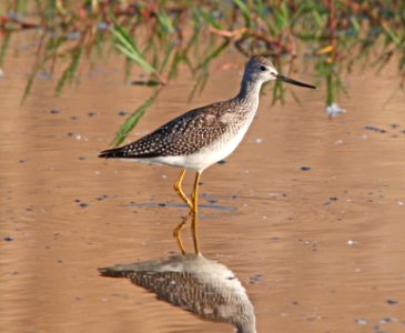 YELLOWLEGS, GREATER (9-21-10) west end, pat lake state park, scc, az -03