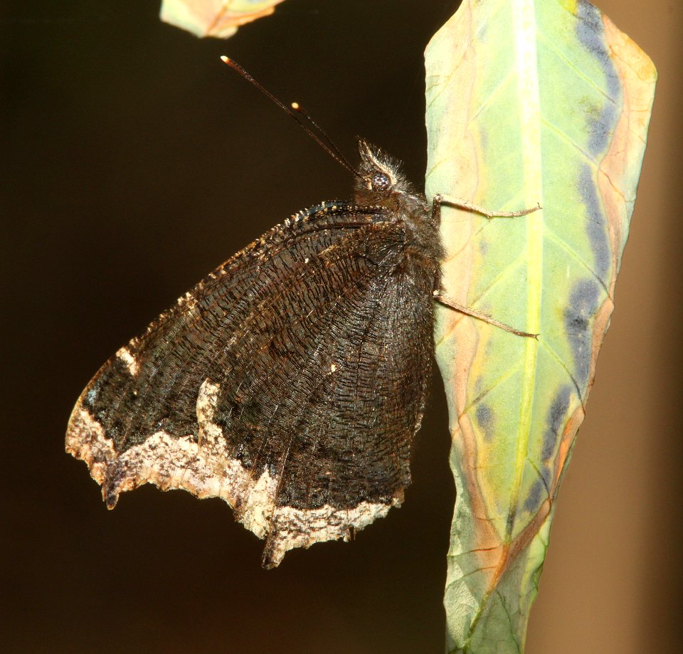 MOURNING CLOAK (Nymphalis antiopa) (3-13-11) patagonia lake, scc,az -02