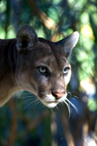 Florida Panther (5), NPSPhoto, Rodney Cammauf photo