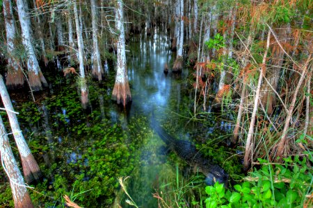 Cypres dome with Alligator, NPSphoto, G.Gardner.jpg photo