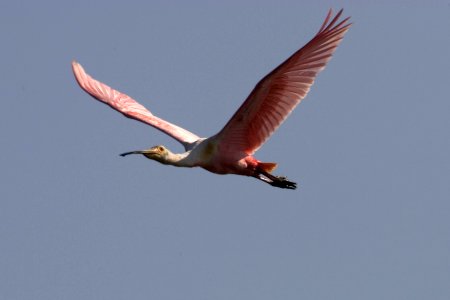 Roseate Spoonbill (2), NPSPhoto, R. Cammauf photo