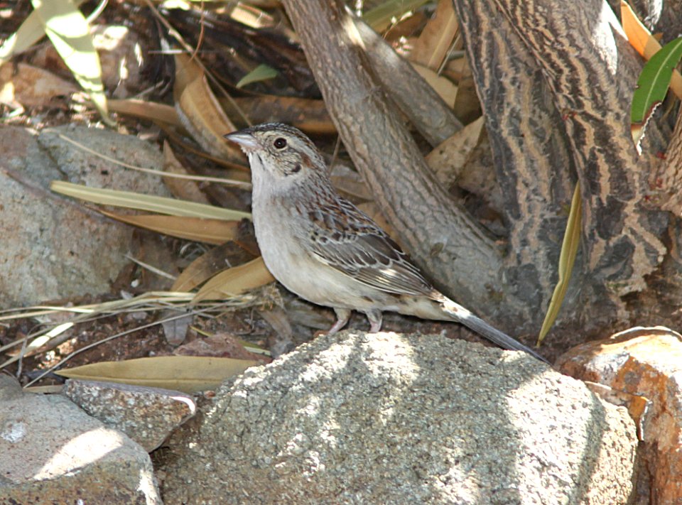 SPARROW, CASSIN'S (4-1-11) 78 circulo montana, patagonia lake ranch estaes, ssc, az -02