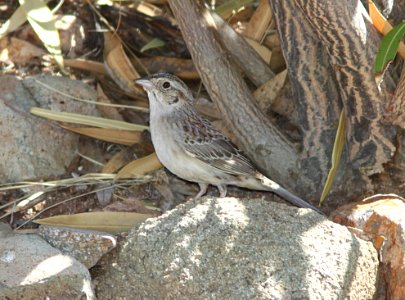 SPARROW, CASSIN'S (4-1-11) 78 circulo montana, patagonia lake ranch estaes, ssc, az -02