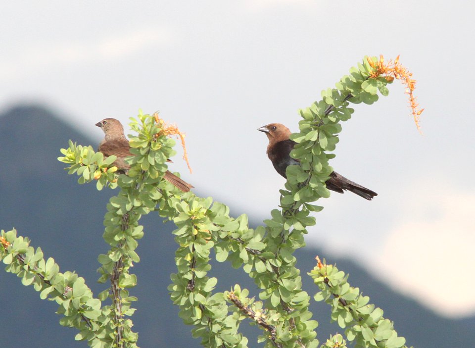 COWBIRD, BROWN-HEADED (7-30-10) yard, west of patagonia, scco, az -01