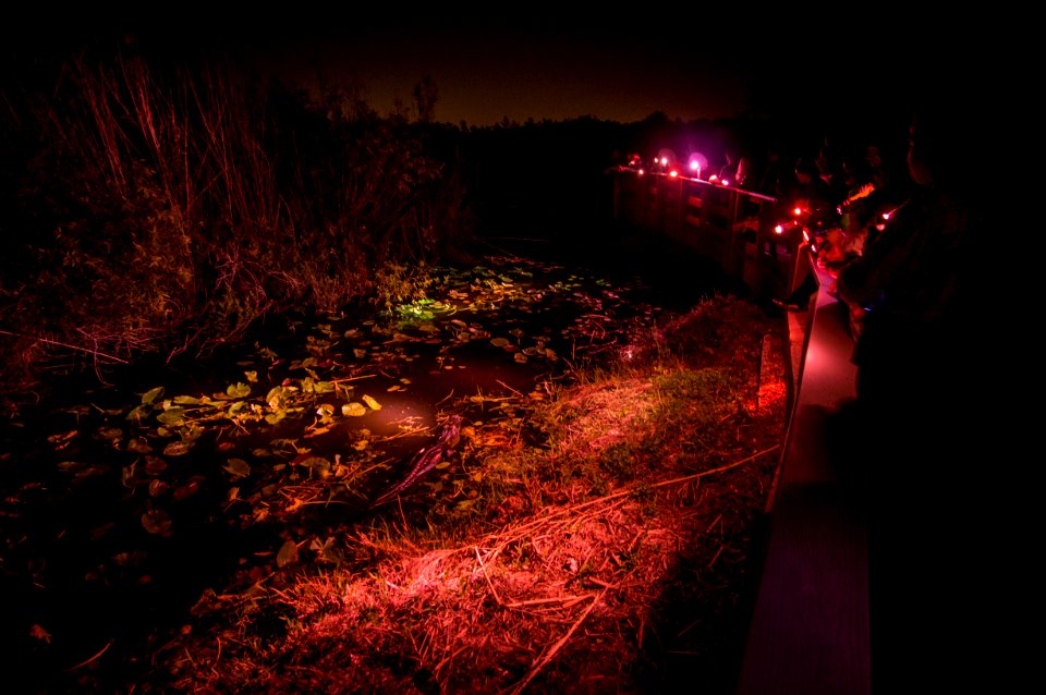 Night Program Anhinga Trail spotting Alligator