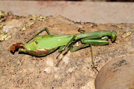 MANTID, CHINESE (Tenodera aridifolia sinensis) (9-25-10) 78 circulo montana, pat lake ranch estates, scc, az - 01