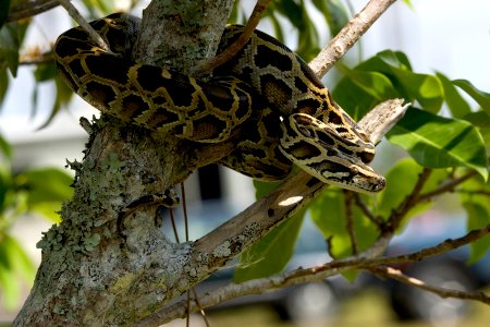 Burmese Python (6), NPSPhoto, R. Cammauf