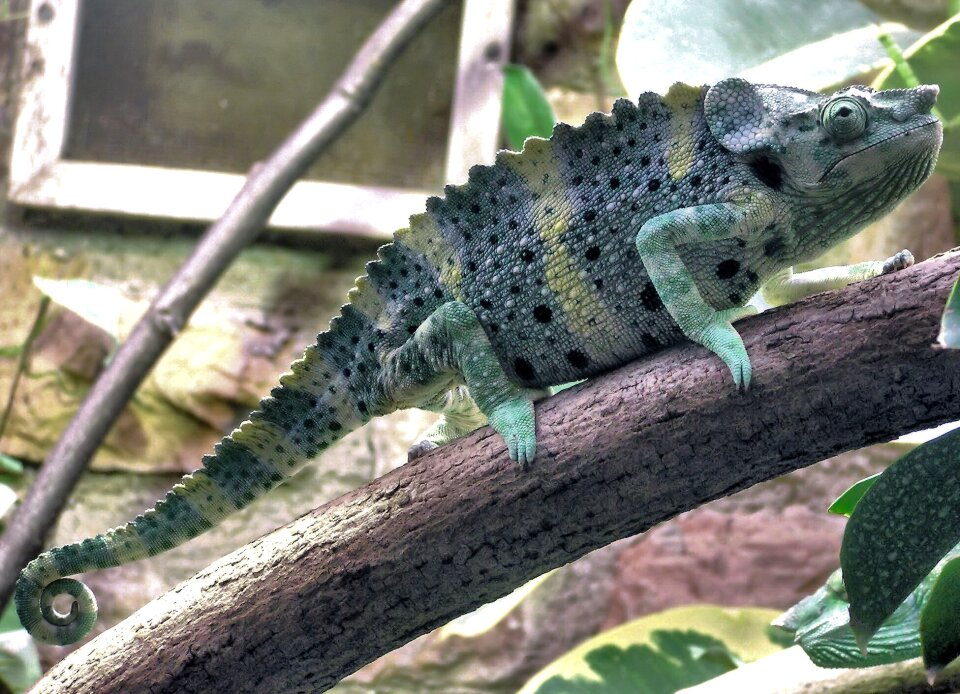 Branch zoo reptile