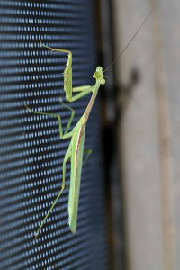 MANTID, sp (9-17-10) 78 circulo montana, pat lake ranch estates, scc, az -01
