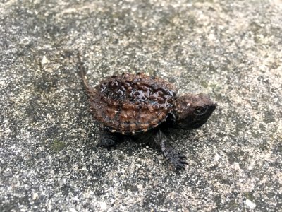 Baby Snapping Turtle