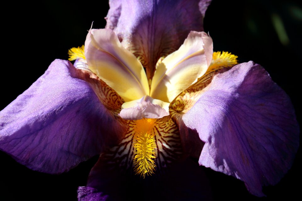 Detail iris flower