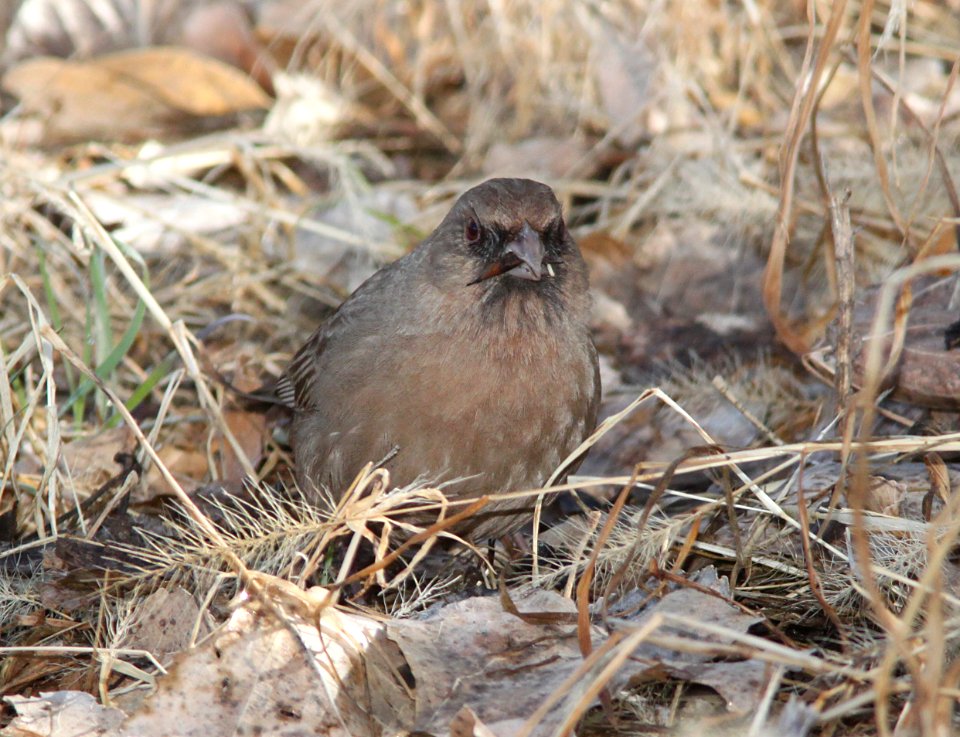 TOWHEE, ABERT'S (2-12-10) patagonia,az -01