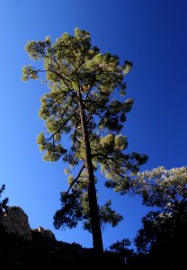 UPPER FLUX CANYON, Patagonia Hills, scc, az (9-25-10) -10