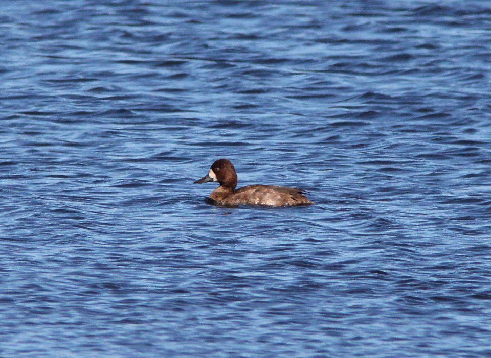 SCAUP, LESSER? (10-26-10) patagonia lake state park, scc, az -02