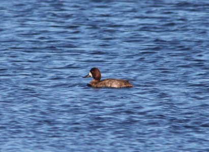 SCAUP, LESSER? (10-26-10) patagonia lake state park, scc, az -02