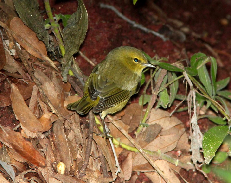 WARBLER, ORANGE-CROWNED (10 -7-10) pena blanca lake, scc, az -01