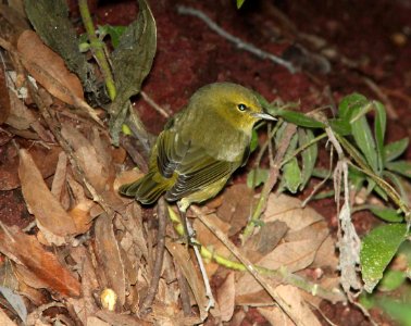 WARBLER, ORANGE-CROWNED (10 -7-10) pena blanca lake, scc, az -01